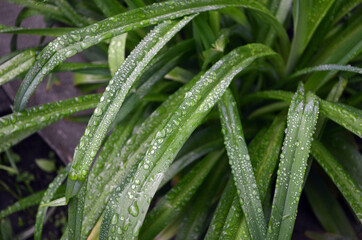 Rain drops on green leaf nature background. Nature background of green leaves. Tree leaves nature background. Nature. Close up background nature of green leaves. Nature background. Tree leaves. 