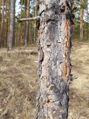 Pine tree trunk in the forest