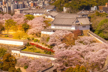 Cherry blossom and the Himeji castle in Japan