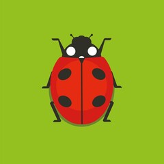 Ladybug closeup isolated vector illustration. 