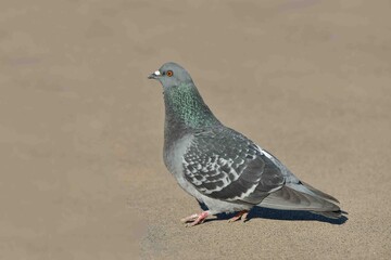 Gérard , the famous French pigeon