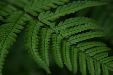 シダの葉