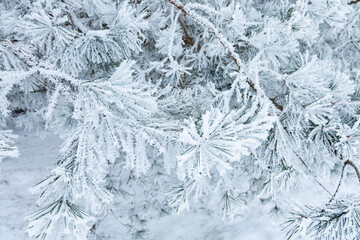 A frosted pine tree branches close up in the middle of a European forest in cold winter time.