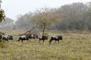 Naklejka na ściany i meble A herd of buffalo runs across a plain in Sarakawa Park.