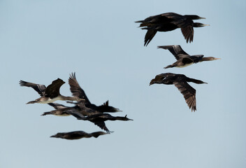 Socotra cormorants flying near Um Jaleed island, Bahrain