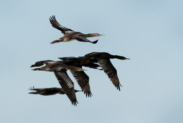 Socotra cormorants flying, Bahrain