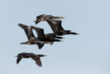 Socotra cormorants in flight