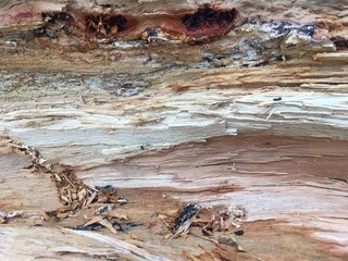 open saw cut timber