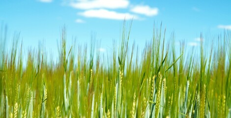 Wheat field. farmland landscape in the springtime. green field
