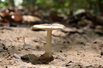 mushroom in the forest