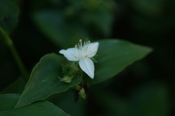 トキワツユクサ