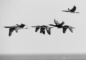 Socotra cormorant flying near Um Jaleed island, Bahrain
