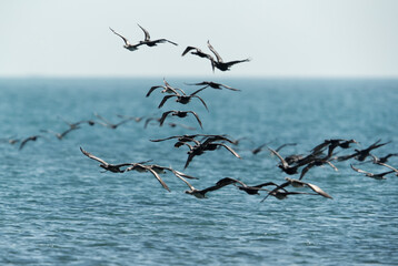 Socotra cormorant coming from Hawar island, Bahrain