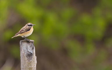 Whinchat, Saxicola rubetra. The male bird sits on a stump.