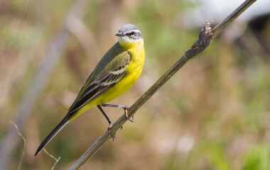 Western yellow wagtail, Motacilla flava. The bird sits on the stem of the plant