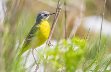 Western yellow wagtail, Motacilla flava. The bird sits on the stem of the plant