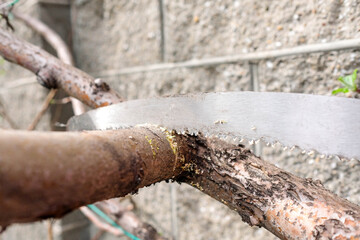 Saw a branch of an apple tree. Spring work in the garden. No people. Saw stuck in a tree