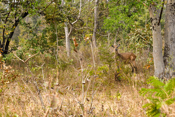 Wild antelope in Sarakawa park.