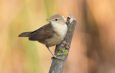 Eurasian reed warbler, Acrocephalus scirpaceus. Early morning, an adult bird sits on a beautiful dry branch by the river.