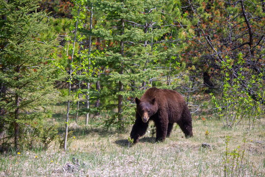 Grizzy bear coming out of the woods