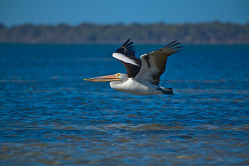 Fototapeta na wymiar A pelican flying across the Harvey Estuary, Mandurah, Western Australia - landscape