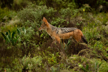 Black backed jackal on the hunt