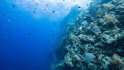 Seascape of drop off in coral reef of Caribbean Sea / Curacao with fish, coral and sponge