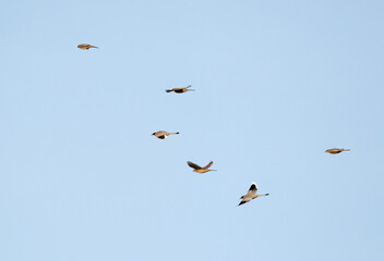 Grey Hypocolius in flight, Bahrain