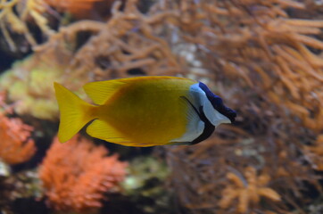 Fototapeta na wymiar Tropical fish in aquarium, Frankfurt am Main (Germany)