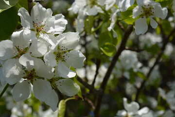 Obraz premium apple blossom tree