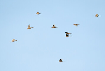 Grey Hypocolius flying, Bahrain