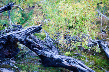 wild autumn forrest, roots of trees in mess background, dark world