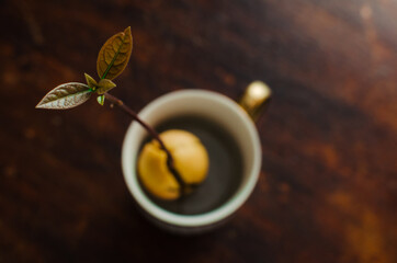 close-up avocado sprout in a cup on a wooden background with bokeh, selective focus