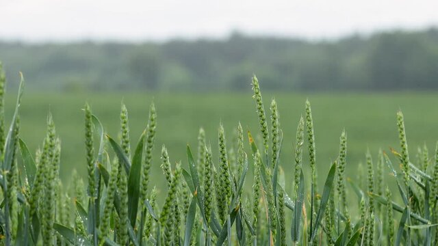 Vernal rain on green wheat field. Stormy landscape view during the rain. Green wheat field in overcast rainy weather.