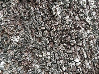 black brick timber bark