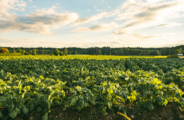 Fototapeta na wymiar Rows of potatoes in field in small Austrian Village