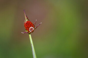 tick on a blade of grass