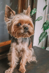 Yorkshire Terrier dog sitting on the window