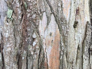peeling bark tree trunk