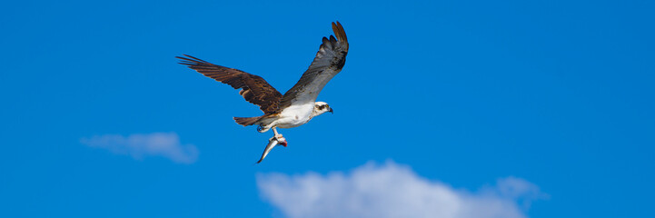 An osprey with a fish - panorama