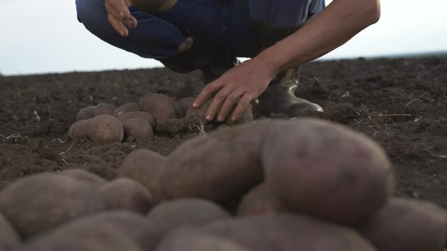 Tubers of new potatoes lie in a plowed field. The farmer sorts and collects potato tubers with his hands and puts them in a box. Growing organic products without preservatives
