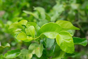 Fototapeta na wymiar Kaffir lime leaf on trees in the garden