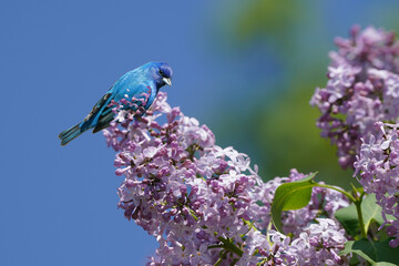 Indigo bunting male perched on lilac bushes