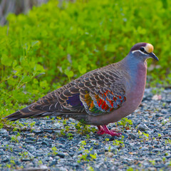 A bronzewing pigeon - square