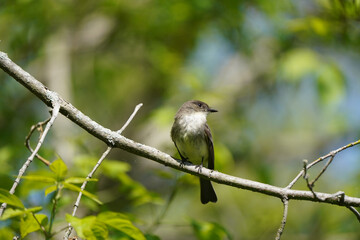 Flycatcher