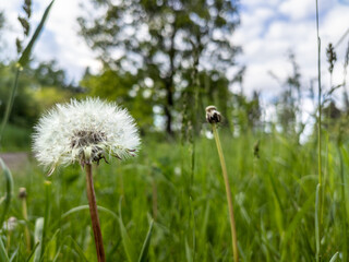 White dandelion macro on green grass field. Meadow fresh close view on spring day