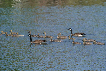Canada Geese group brooding with other families
