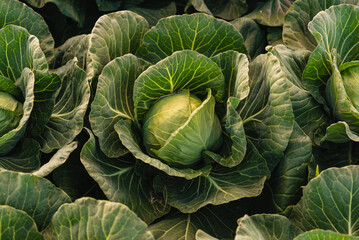 Green cabbage head closeup in nature on field.