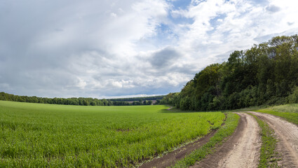 Driving rural dirt road panorama. Countryside passing by green spring wheat agriculture field with green trees and blue bright sky