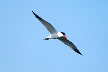 Obraz premium Caspian Tern flying over lake fishing for food for chicks